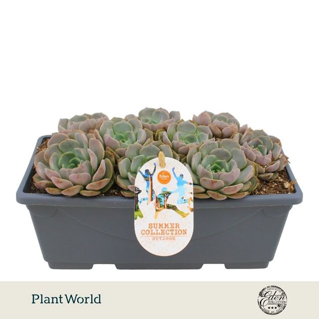 Picture of Echeveria carolina