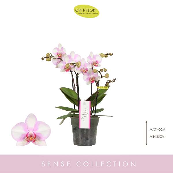 Picture of PHALAENOPSIS 04-STEM MYMONRO MAKE UP