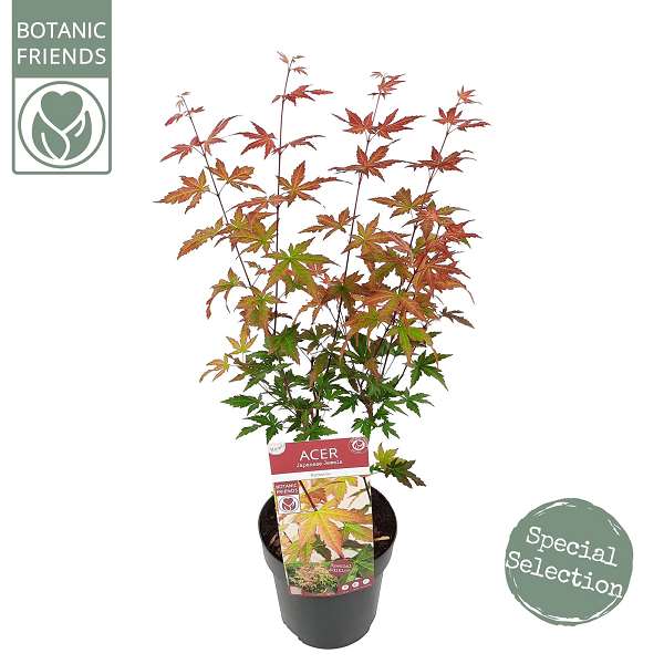 Picture of ACER PALMATUM REDWINE