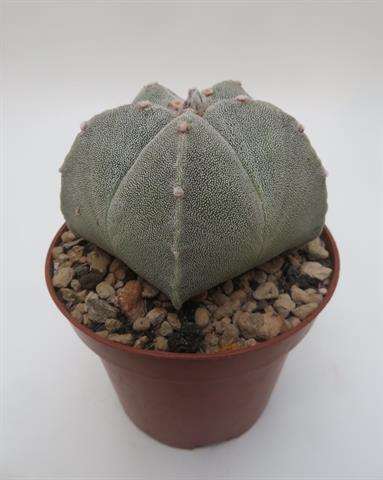 Picture of ASTROPHYTUM MICROSTIGMA