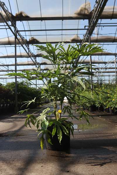 Picture of FATSIA POLYCARPA