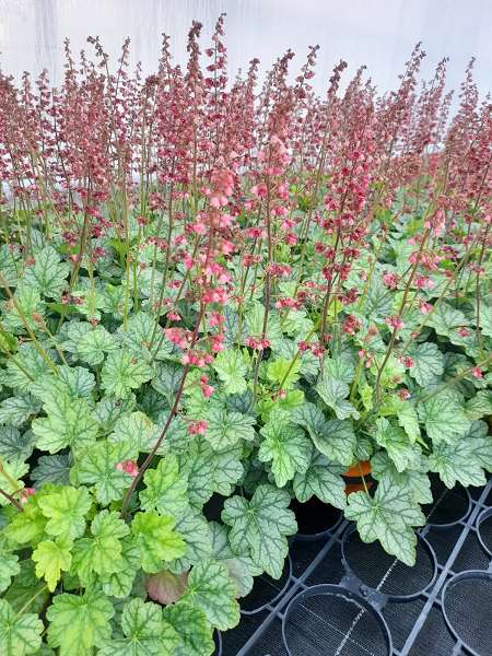 Picture of HEUCHERA HYBRIDE BERRY TIMELESS