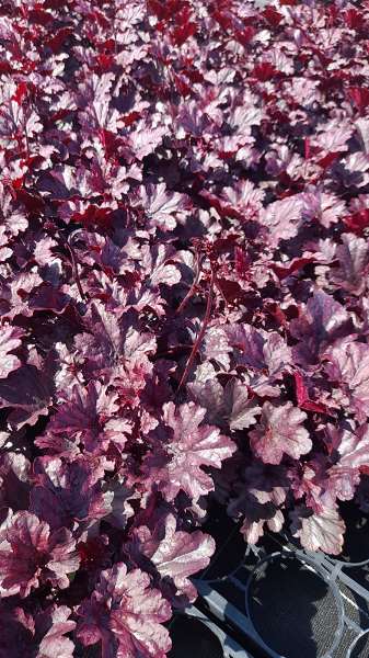 Picture of HEUCHERA HYBRIDE GRAPE TIMELESS