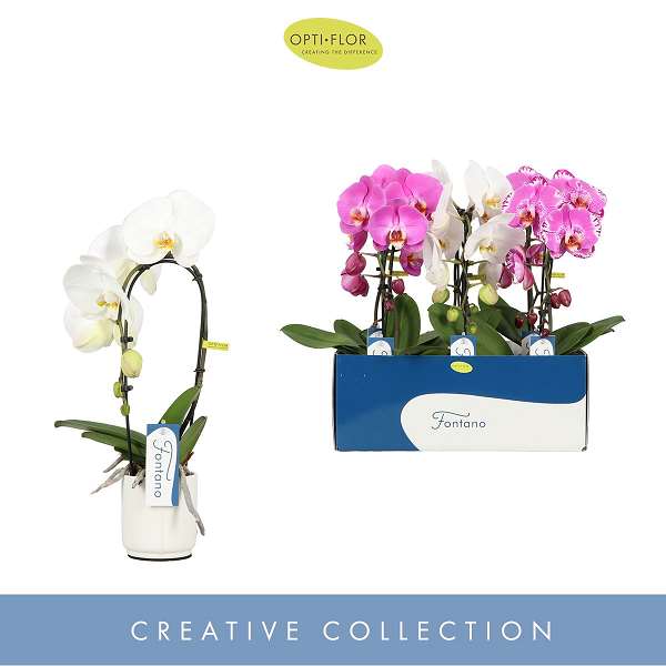Picture of PHALAENOPSIS 01-STEM FONTANO MIX IN LAZIO WHITE