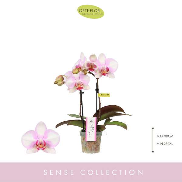 Picture of PHALAENOPSIS 02-STEM MYMONRO MAKE-UP
