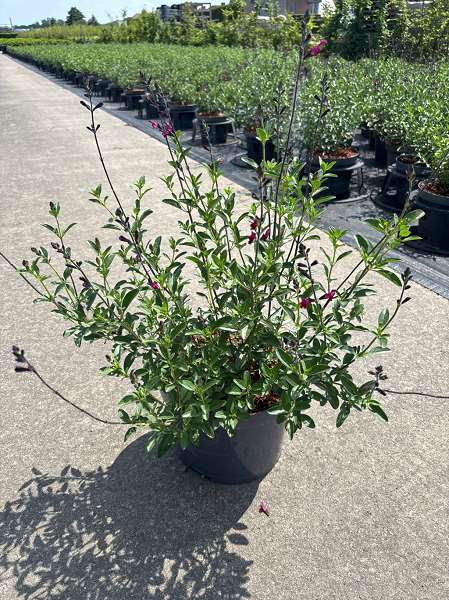 Picture of SALVIA MICR. ROUGE BORDEAUX