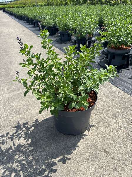 Picture of SALVIA MICR. SO COOL PALE BLUE