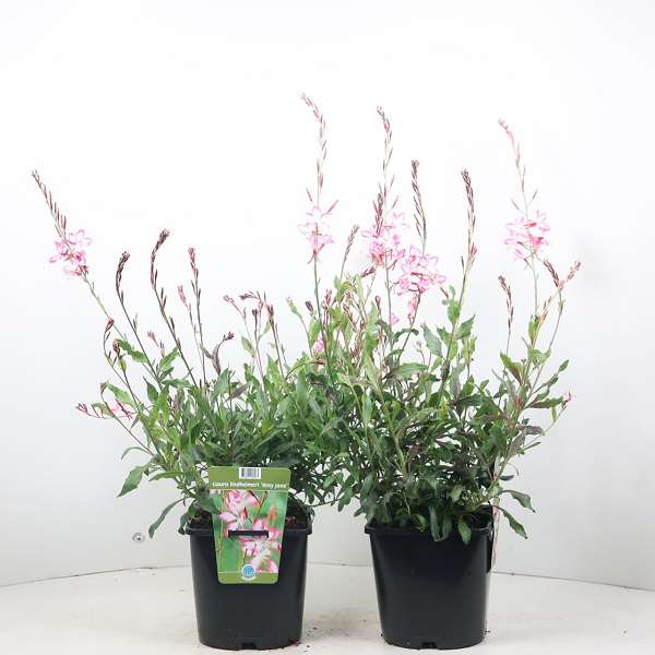 Picture of GAURA LINDHEIMERI ROSY JANE