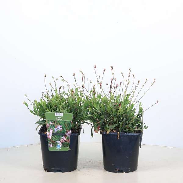 Picture of Gaura lindheimeri rosy jane