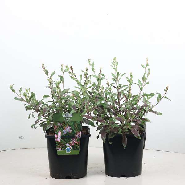 Picture of Gaura lindheimeri rosy jane