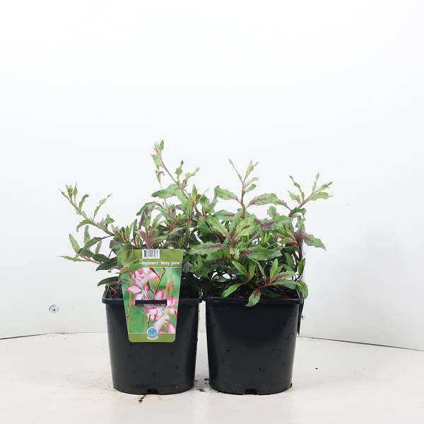 Picture of GAURA LINDHEIMERI ROSY JELLOW