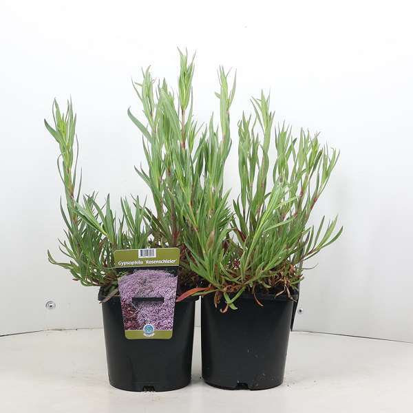 Picture of Gypsophila rosenschleier