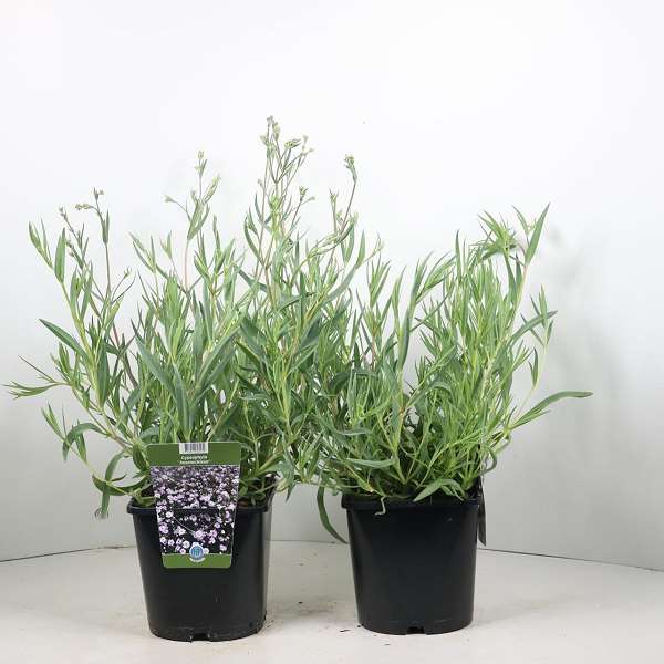 Picture of Gypsophila rosenschleier