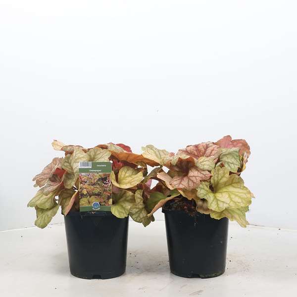 Picture of HEUCHERA CHAMPAGNE