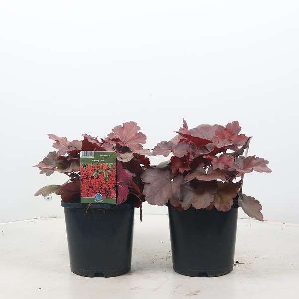 Picture of HEUCHERA CHERRY COLA
