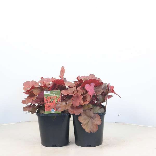 Picture of Heuchera cherry cola