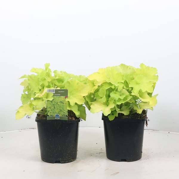 Picture of HEUCHERA CITRONELLE