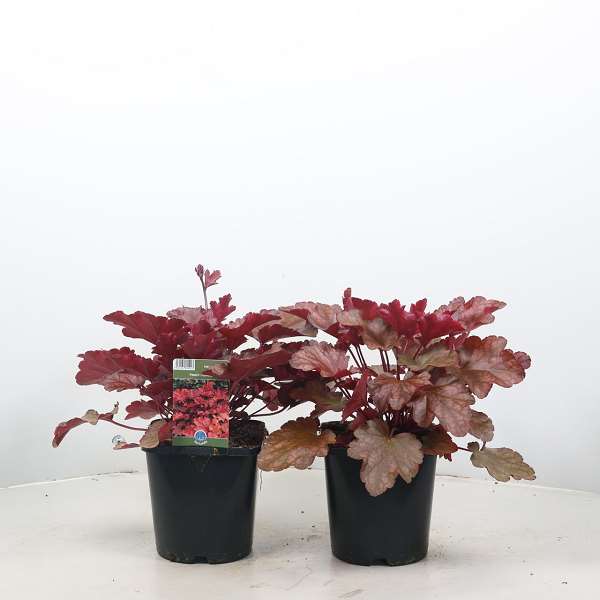 Picture of HEUCHERA PEACH FLAMBE