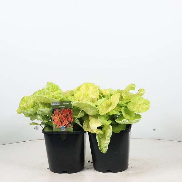 Picture of Heuchera tiramisu