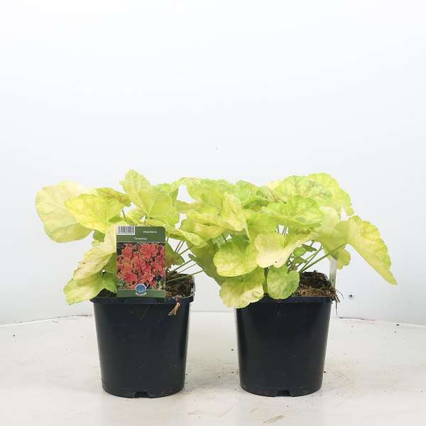 Picture of HEUCHERA TIRAMISU