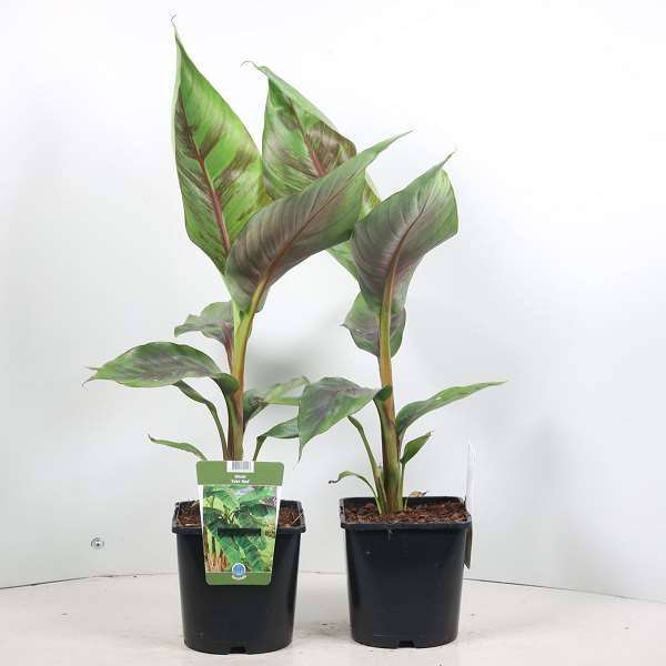 Picture of Musa sikkimensis ever red