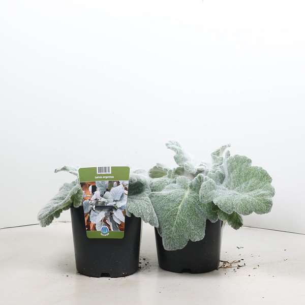 Picture of Salvia argentea