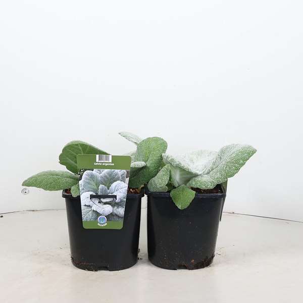 Picture of Salvia argentea