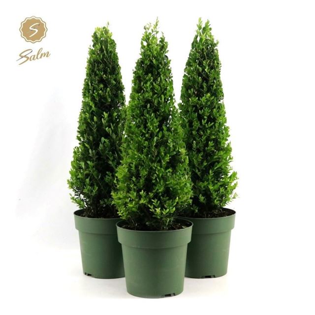 Picture of Ilex crenata pyramid 055cm