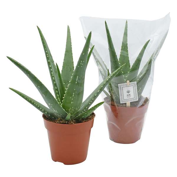 Picture of ALOE VERA MEDIVERA
