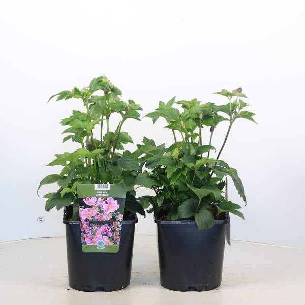 Picture of Anemone hupehensis splendens