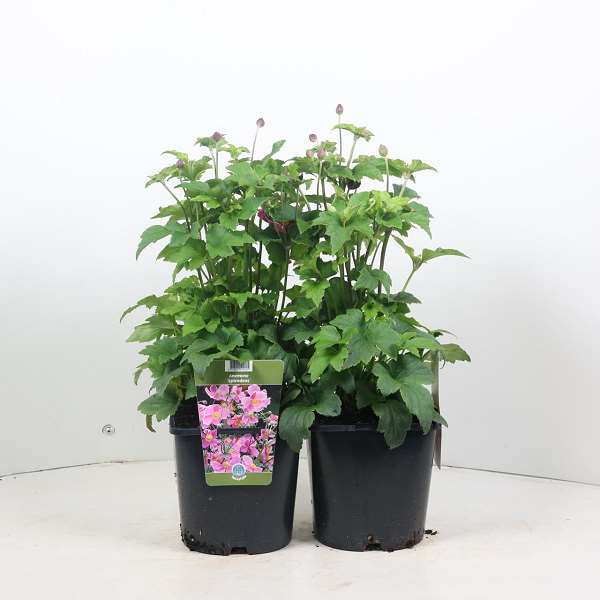 Picture of ANEMONE HUPEHENSIS SPLENDENS