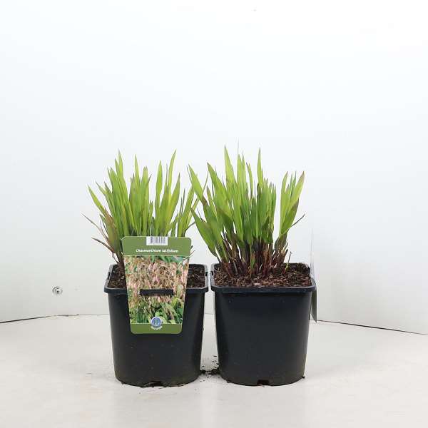 Picture of Chasmanthium latifolium