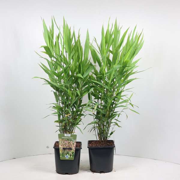 Picture of CHASMANTHIUM LATIFOLIUM