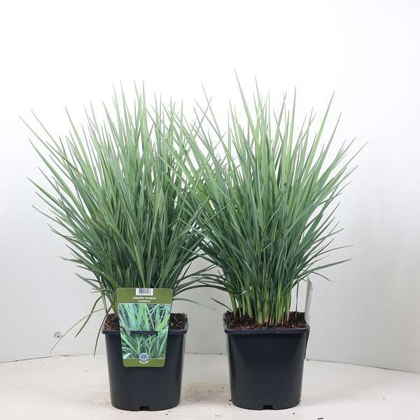 Picture of DIANELLA REVOLUTA COOLVISTA