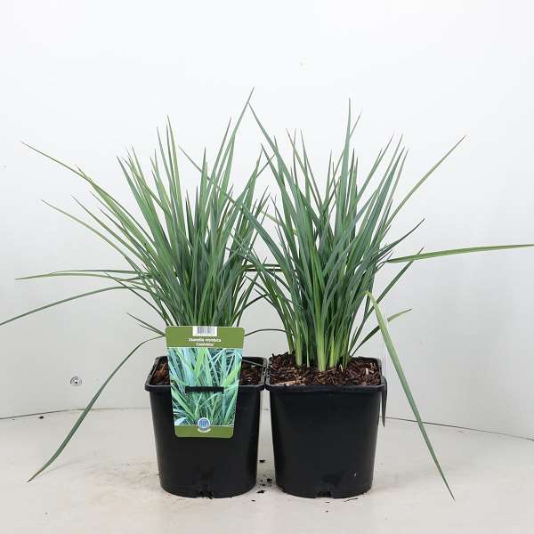 Picture of Dianella revoluta coolvista