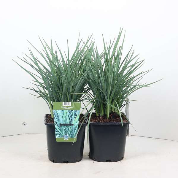 Picture of DIANELLA REVOLUTA COOLVISTA