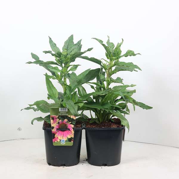 Picture of ECHINACEA KISMET PINK LEMONADE
