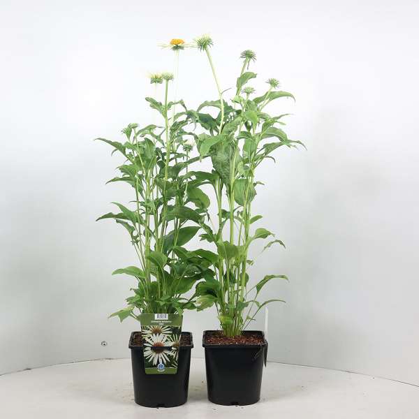 Picture of ECHINACEA PURPUREA ALBA