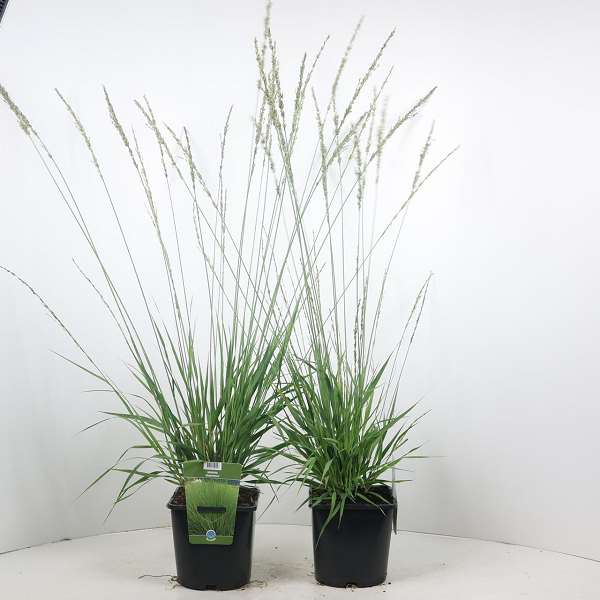 Picture of MOLINIA CAERULEA MOORHEXE