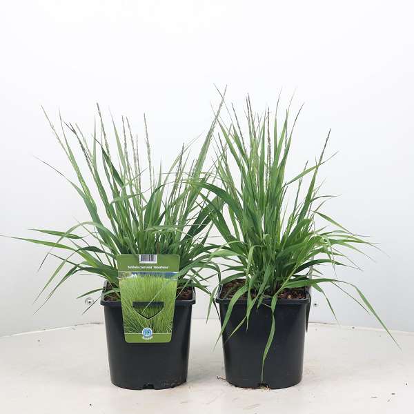 Picture of MOLINIA CAERULEA MOORHEXE