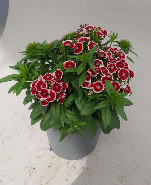 Picture of DIANTHUS BARBATUS RED WHITE PICOTEE