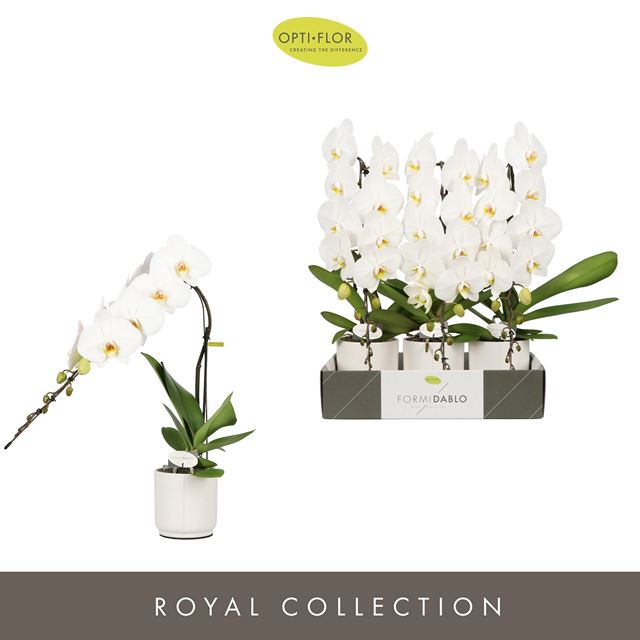 Picture of PHALAENOPSIS 01-ST FORMIDABLO NIAGARA FALLS CERAM