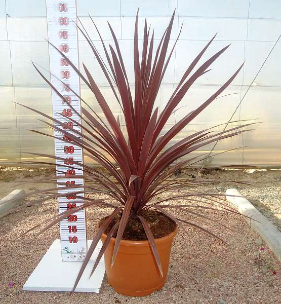 Picture of CORDYLINE RED STAR C10L