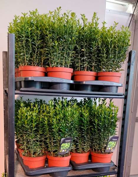 Picture of Euonymus japonicus green spire