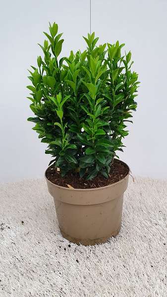 Picture of EUONYMUS JAPONICUS GREEN SPIRE
