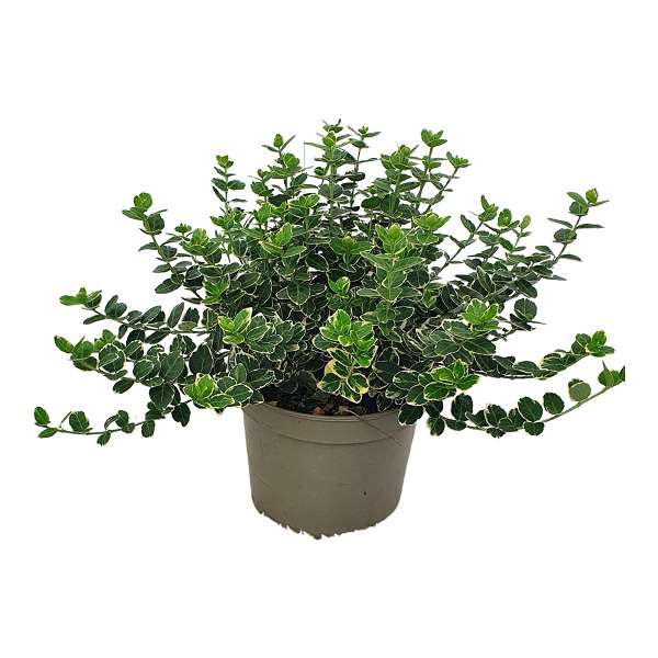 Picture of EUONYMUS FORTUNEI EMERALD GAIETY