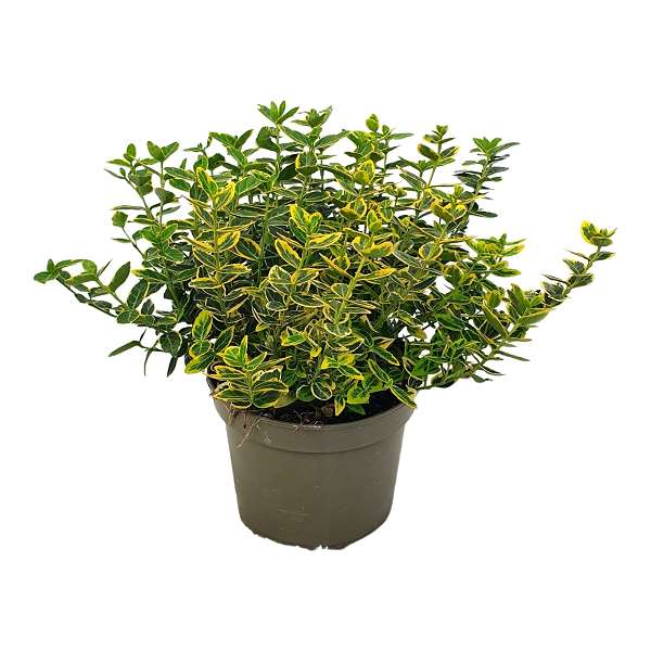 Picture of EUONYMUS FORTUNEI EMERALD GOLD