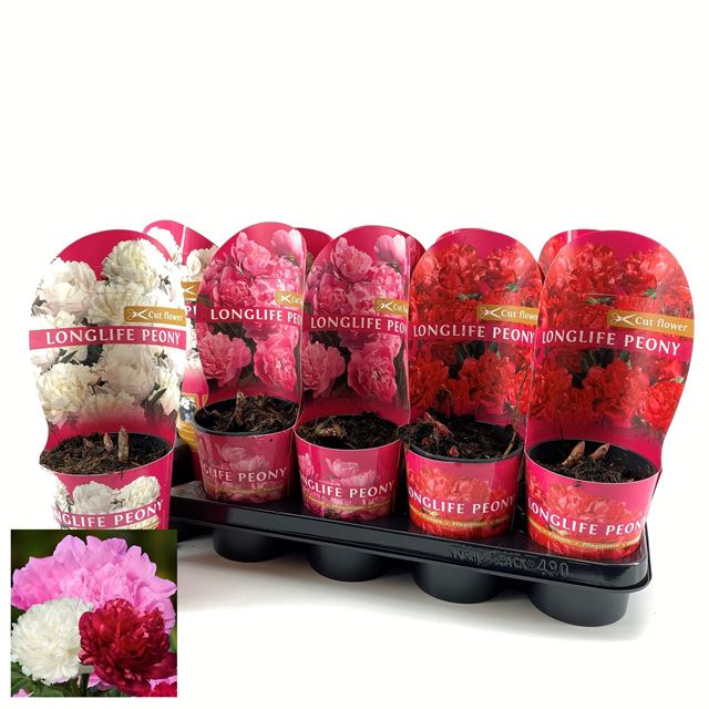 Picture of Paeonia longlife mix potcover