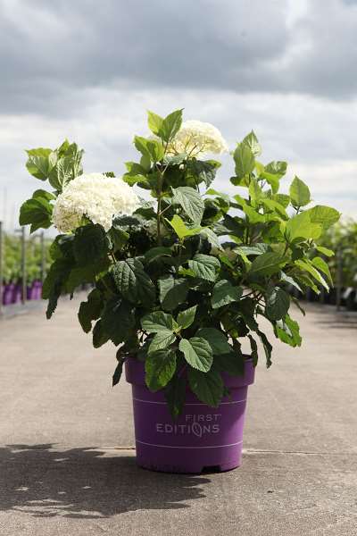 Picture of HYDRANGEA ARBORESCENS FLOWERWOW
