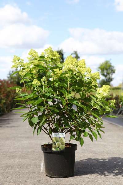 Picture of Hydrangea pan  skyfall